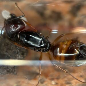 Orange-Gastered Carpenter Ant (Camponotus sansabeanus)
