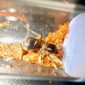 Cherry Headed Honeypot Ant (Myrmecocystus placodops-01)